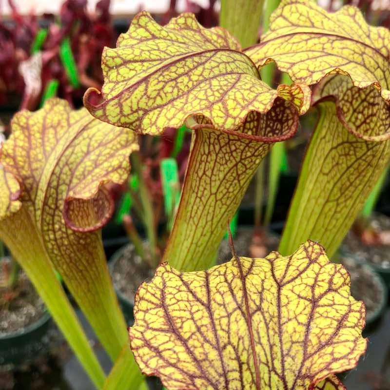 Sarracenia (leucophylla x flava cuprea) x Prometheus