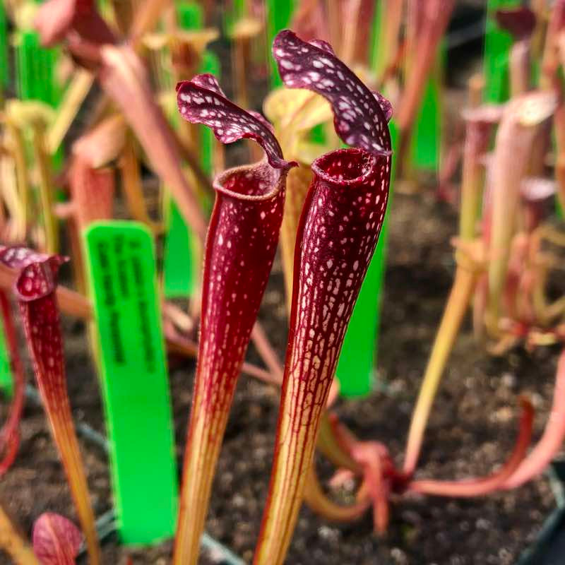 Sarracenia (alata x leucophylla) x The Kraken for Sale