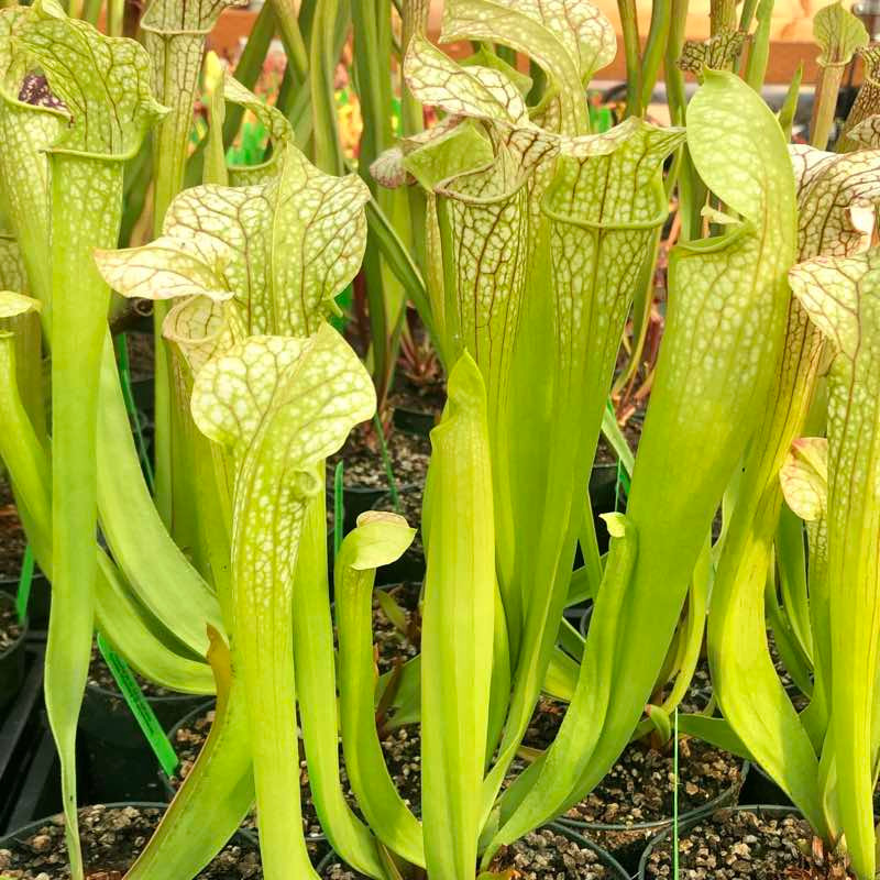 専用Prabu, exsotika var, salaca aurea,noid Sarracenia alata var. nigropurpurea - Black Tube Large Form