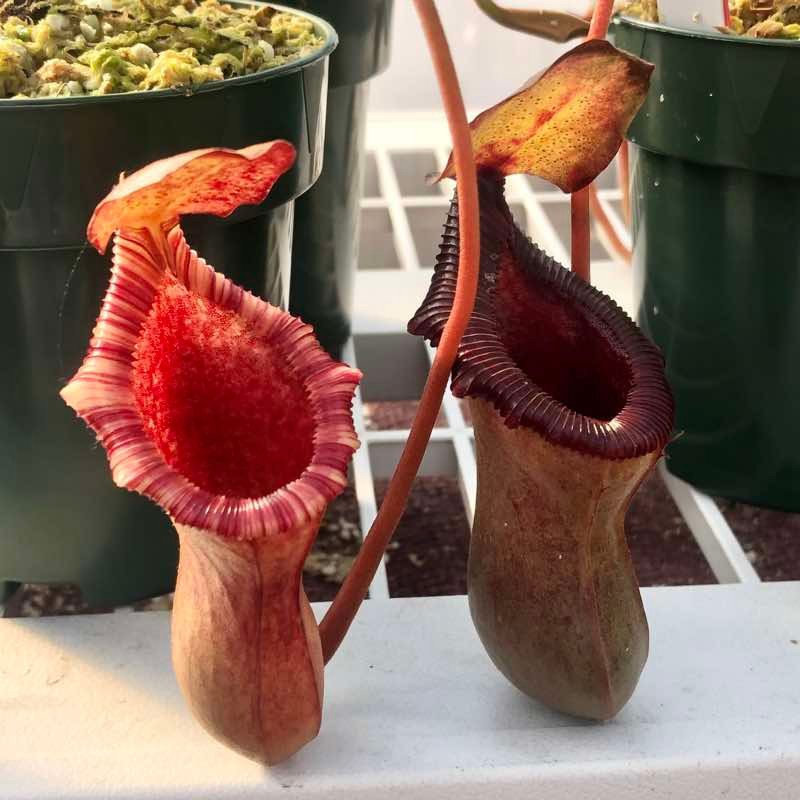 【即納HOT】06/02 N.lowii x ventricosa red (EP) 食虫植物 ネペン Nepenthes レア その他