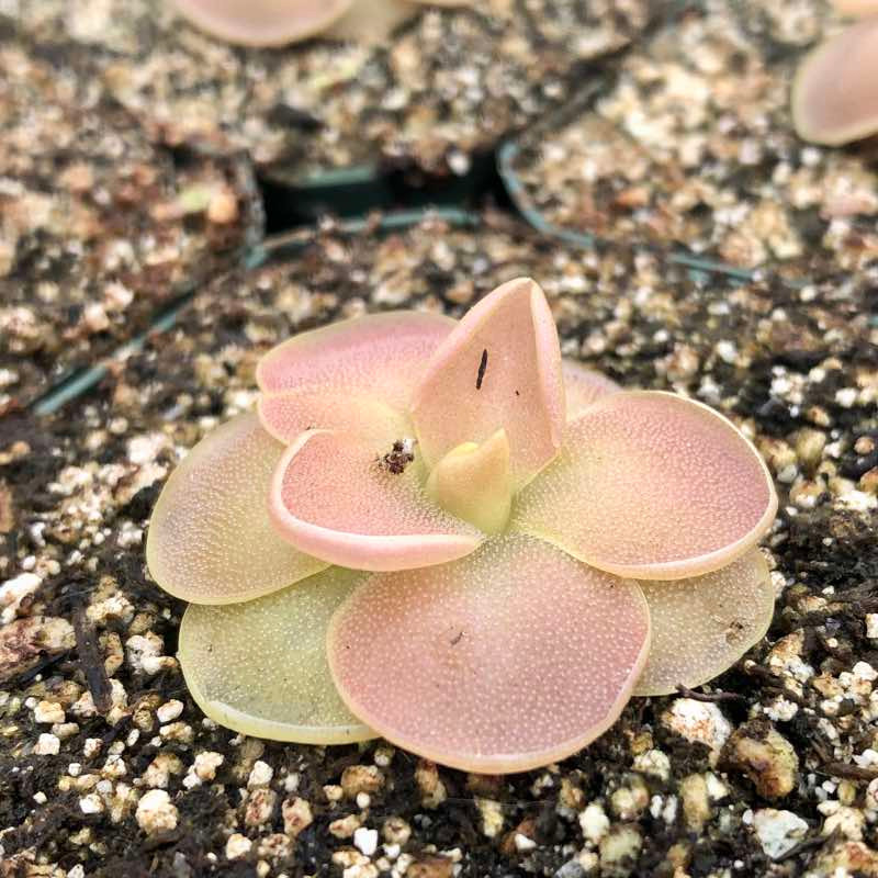 Pinguicula moranensis 'Kewensis'