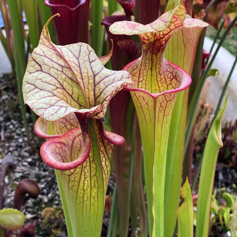 Sarracenia Adrian Slack for Sale | Grow Carnivorous Plants!