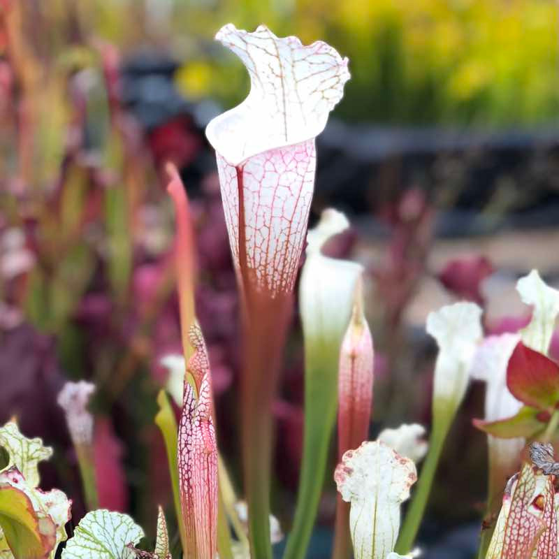 Sarracenia leucophylla Hurricane Creek White, Clone A x Clone F
