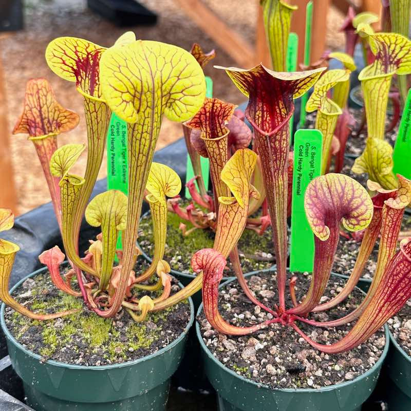 Sarracenia Bengal Tiger x Extreme Green for Sale