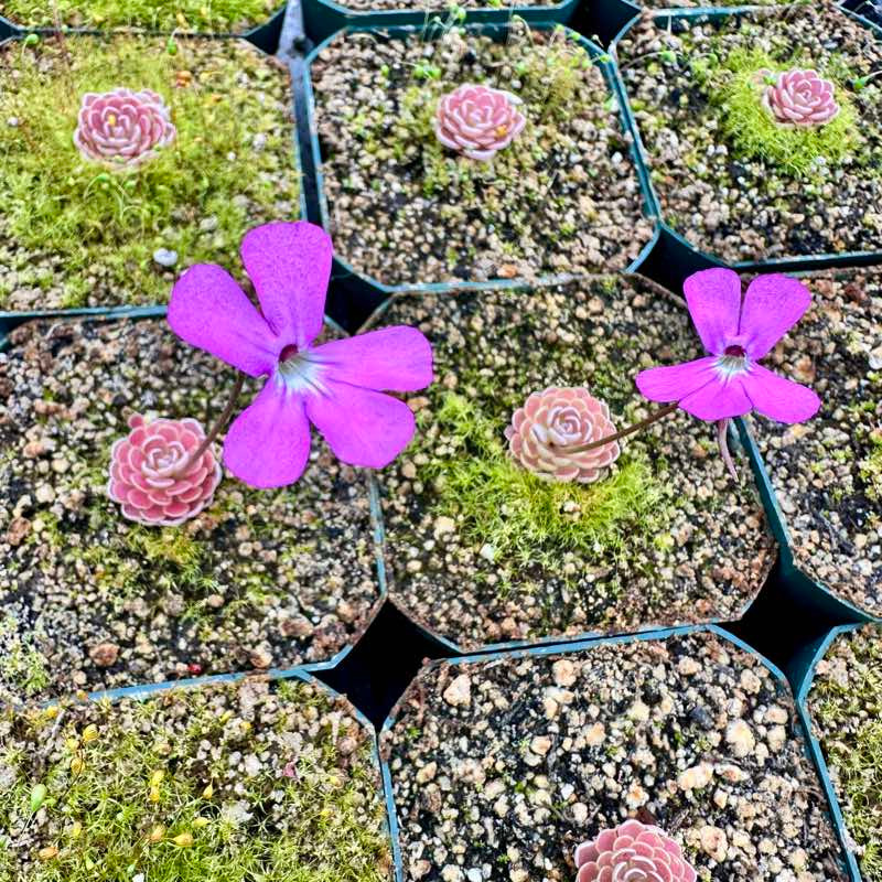 Pinguicula elhersiae