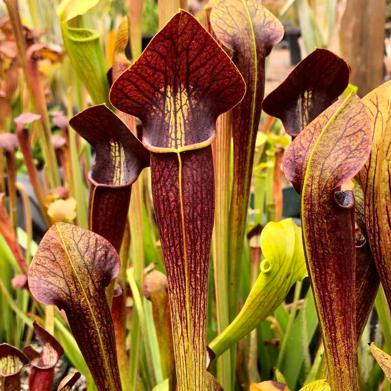 Sarracenia alata Night