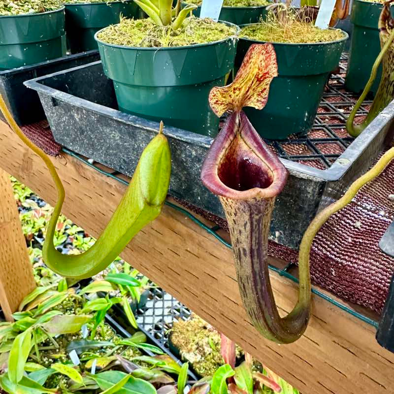 Nepenthes platychila x lowii for Sale | Grow Carnivorous Plants!