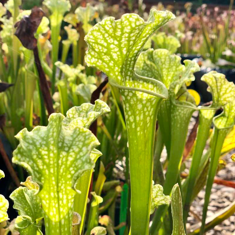 Sarracenia Cockatoo
