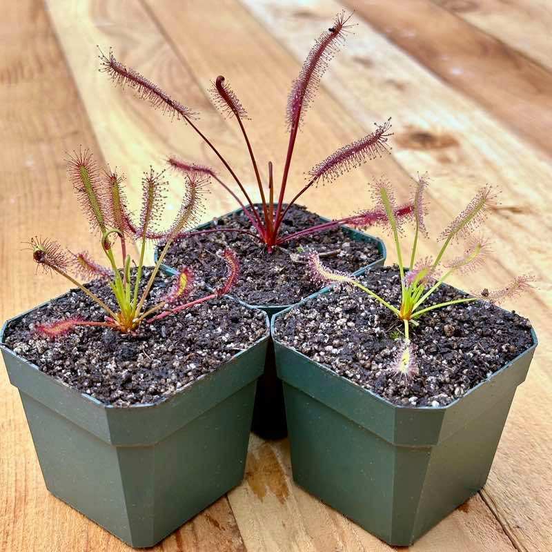Collection of Cape Sundews