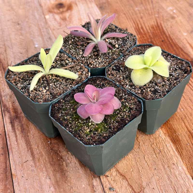 Collection of Tropical Butterworts