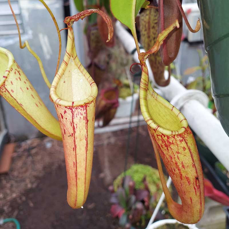 Nepenthes dactylifera