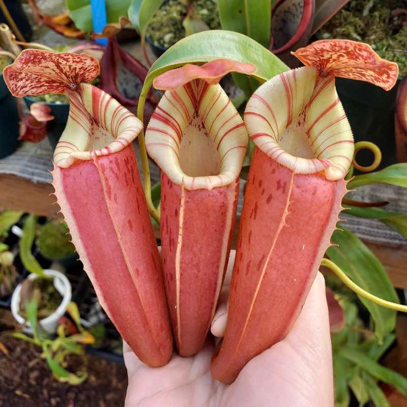 Nepenthes (Rokko x boschiana) x veitchii EP