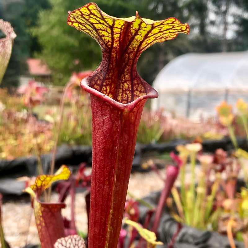 Sarracenia Garçon Point (*NEW)