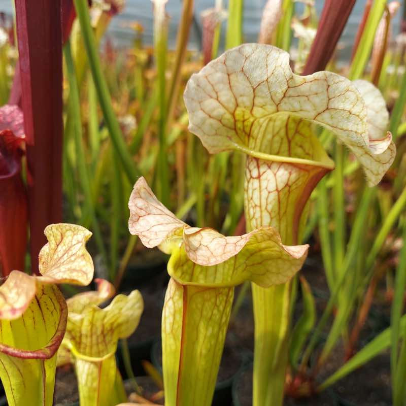 Sarracenia Chaminade