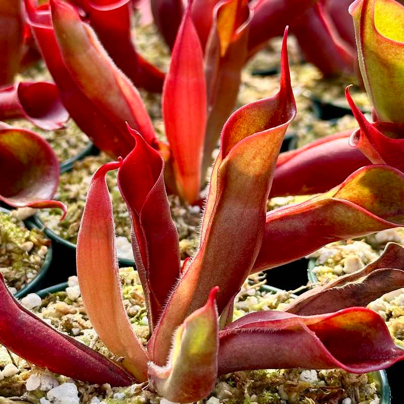 Heliamphora sarracenioides x minor Burgandy Black for Sale Heliamphora sarracenioides x minor Burgandy Black for Sale