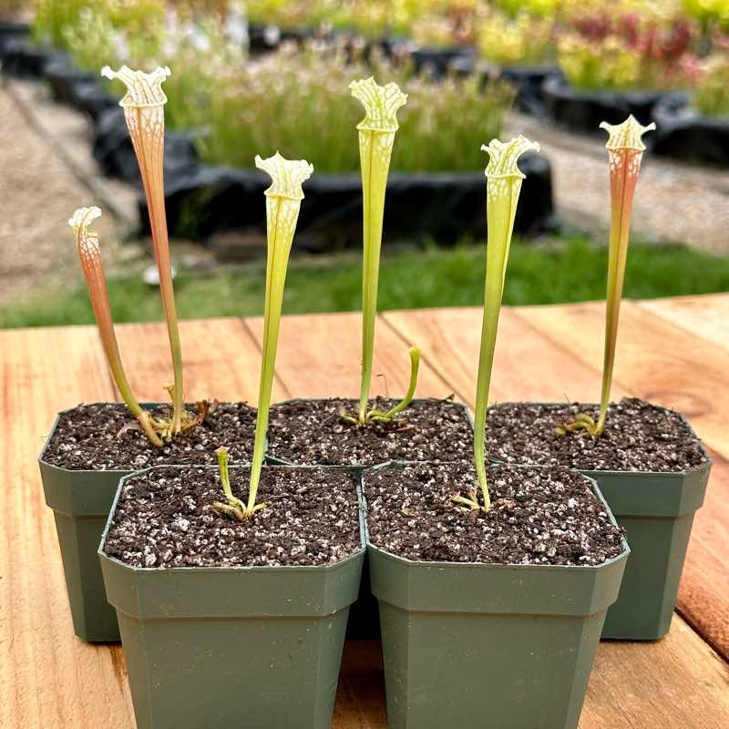 Sarracenia Schnell's Ghost x Hurricane Creek White (Seedling)