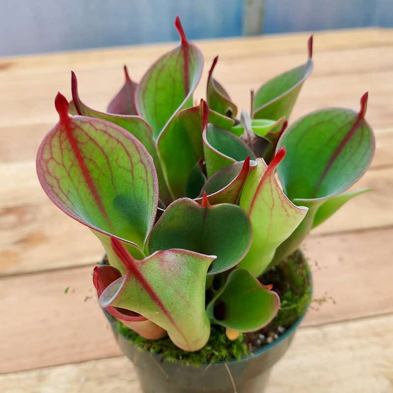 Heliamphora puchella x minor for Sale