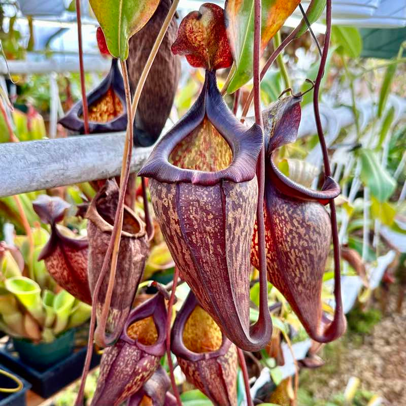 Nepenthes maxima x jacquelineae for Sale | Grow Carnivorous Plants! Nepenthes maxima x jacquelineae for Sale | Grow Carnivorous Plants!
