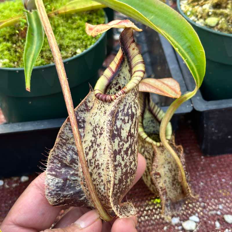 Nepenthes rafflesiana, Mizuho for Sale | Grow Carnivorous Plants!