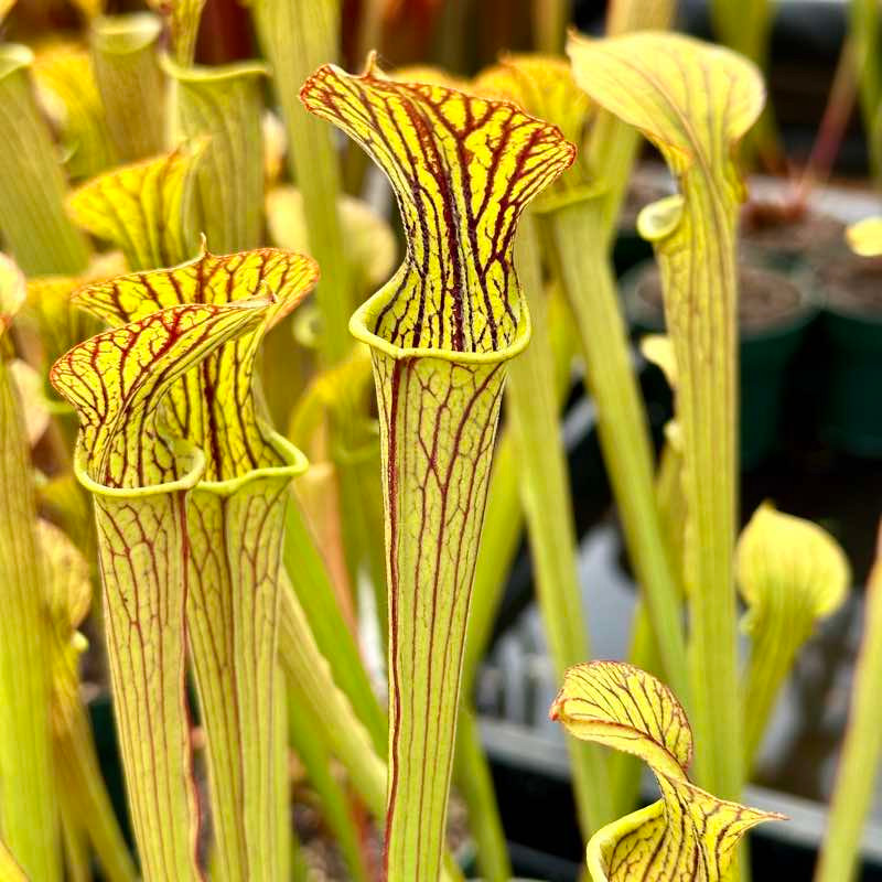 Sarracenia popei Adrian Slack for Sale. Grow Carnivorous Plants!
