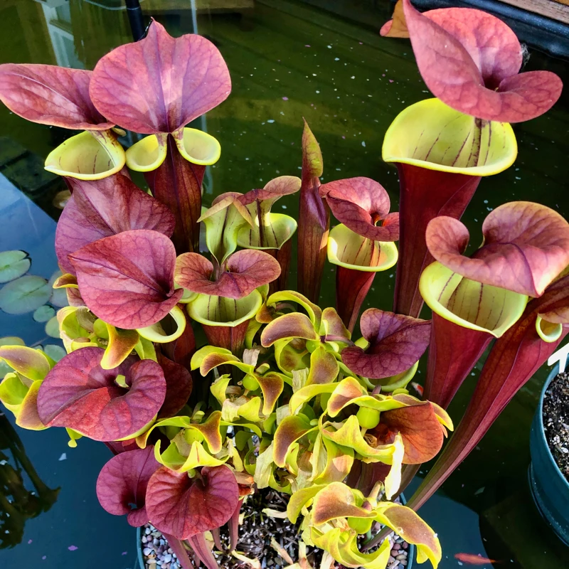 Sarracenia flava atropurpurea Waccamaw