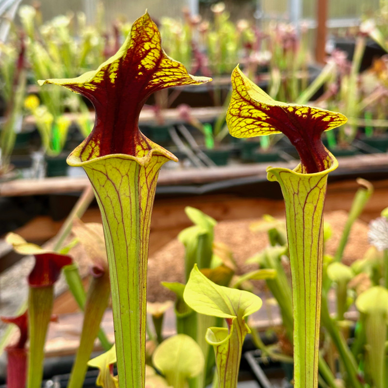 Sarracenia flava ornata Red Throat