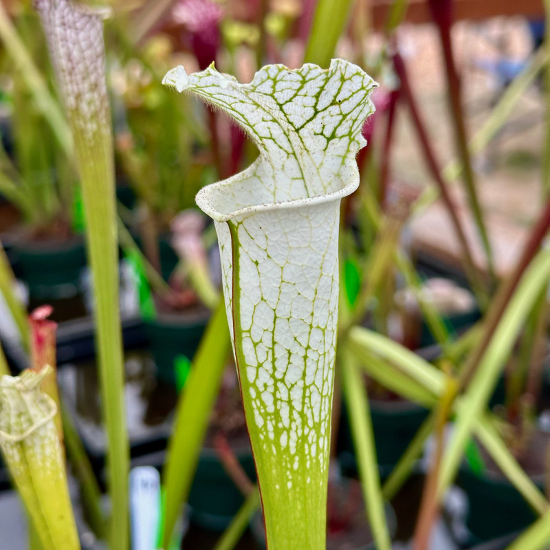 Sarracenia Hurricane Creek White Clone A for Sale. Grow