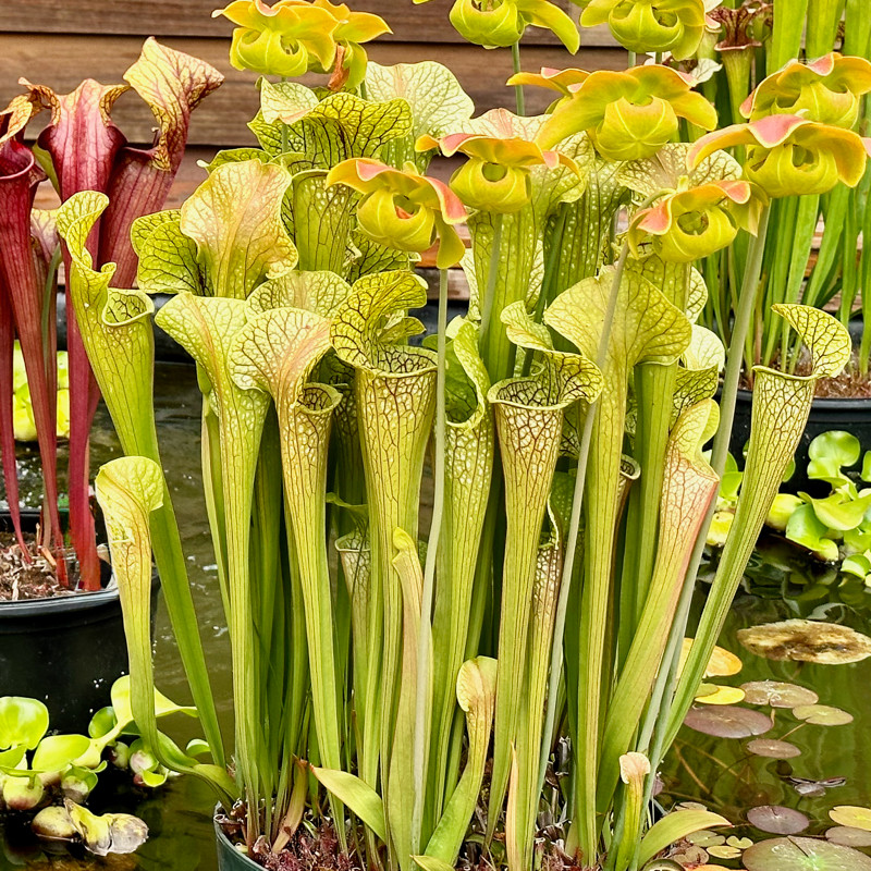 Sarracenia Fancy Fish