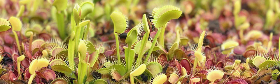 Grow Carnivorous Plants!