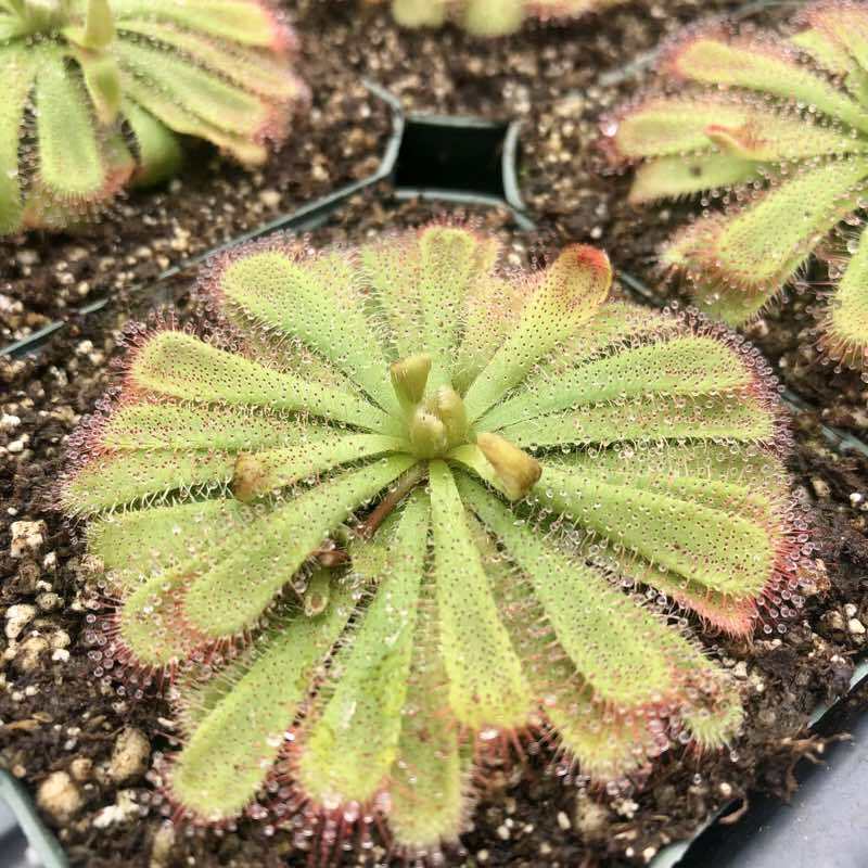 Collection of Outdoor Perennials