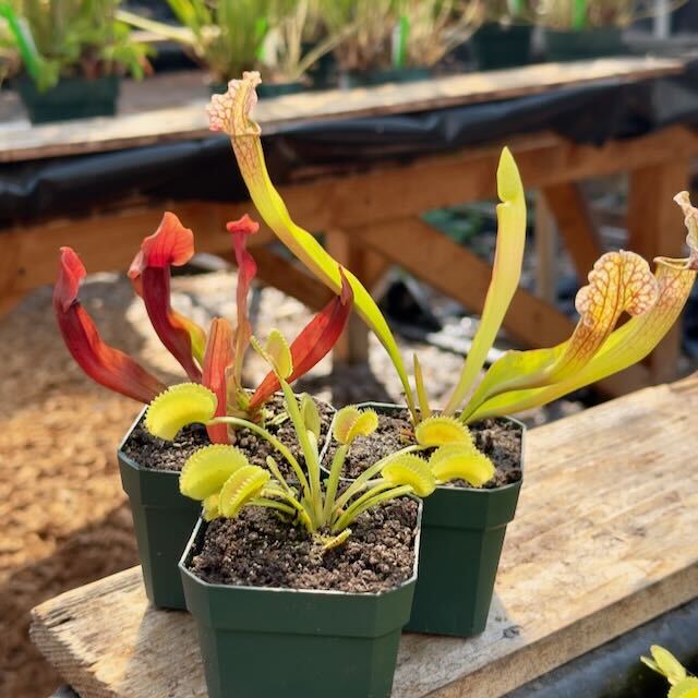 Collection of Outdoor Perennials