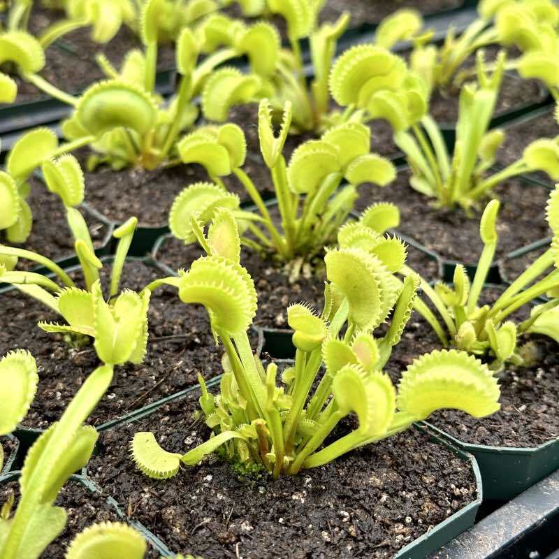 Dente Flytrap