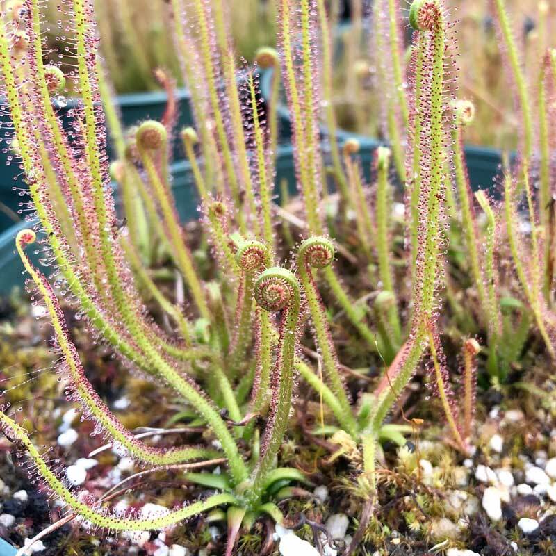 Sarracenia Extreme Green