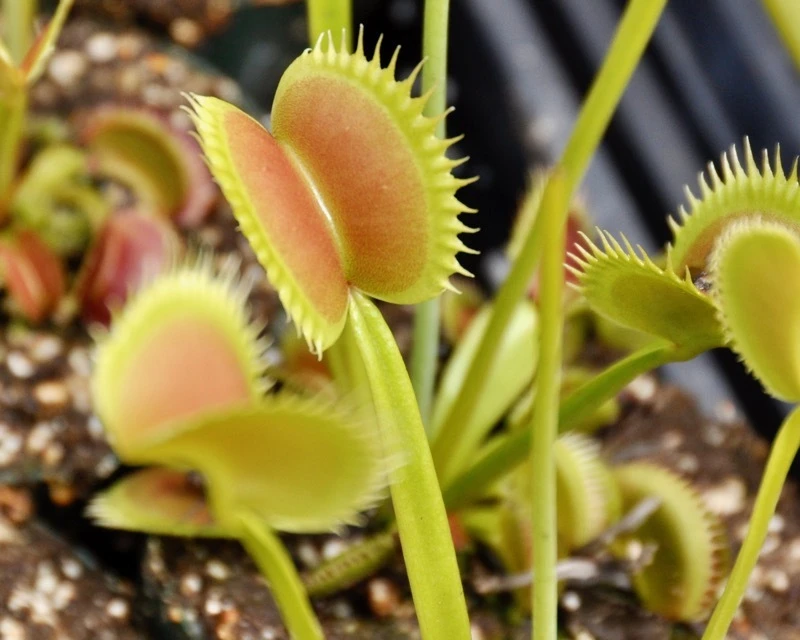 Venus Flytrap