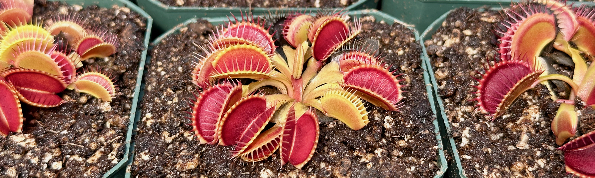 Grow Venus Flytraps!