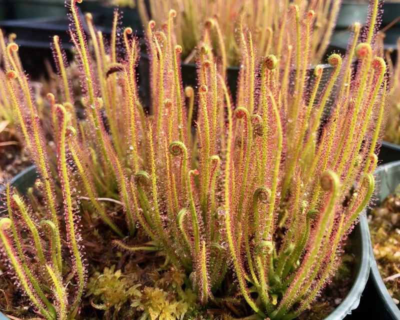 Hardy Sundews