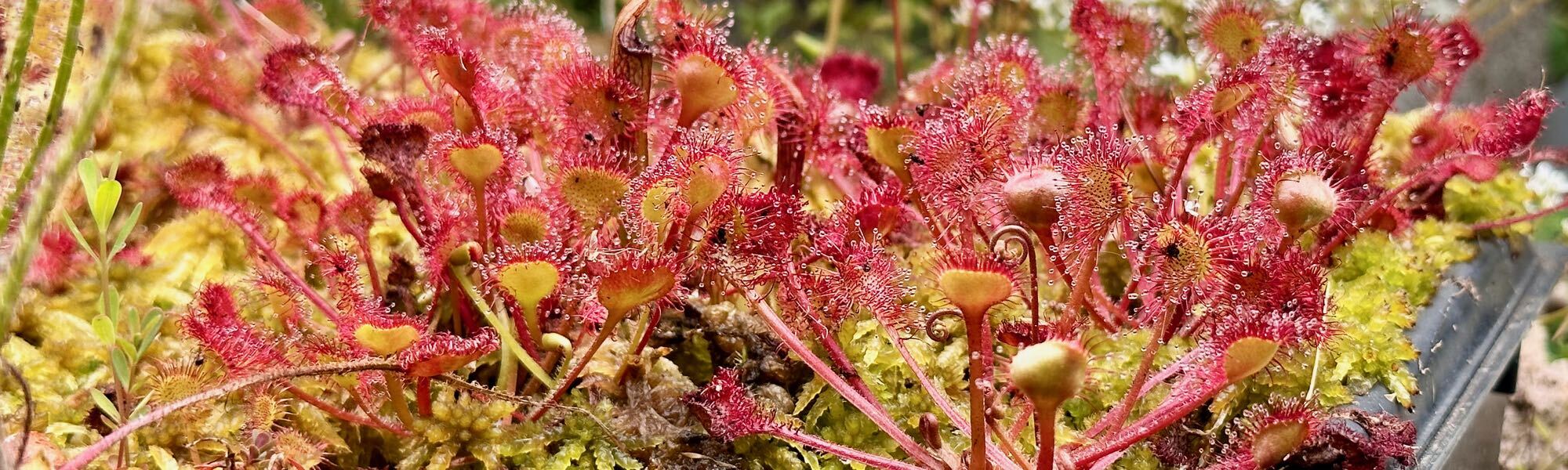 Grow Cold-Hardy Sundews