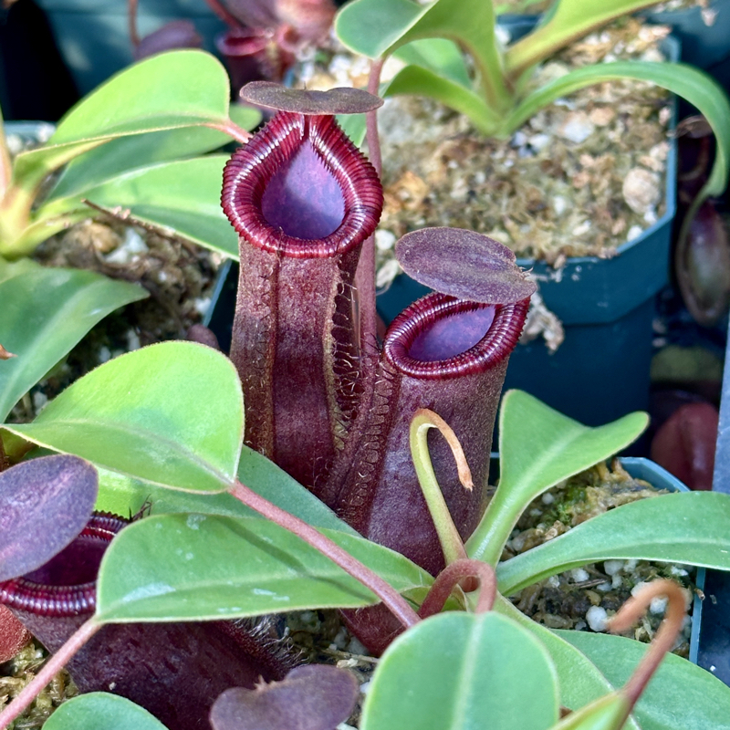 Nepenthes lowii x ventricosa