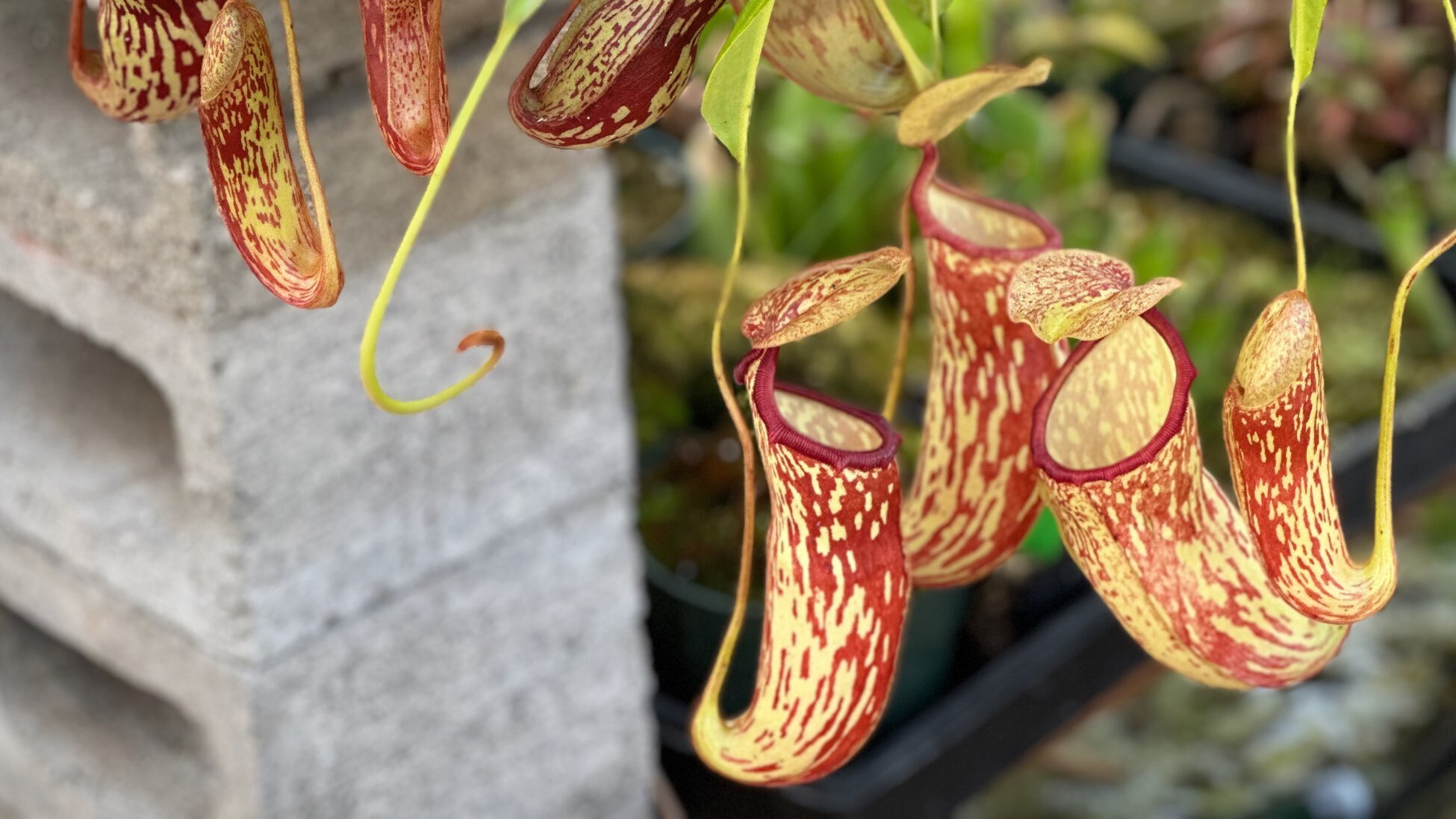 FREE PLANT DEAL