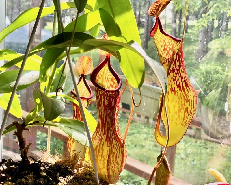 Nepenthes