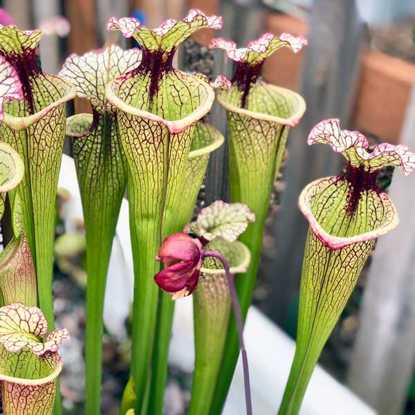 TruBlu Supply TBSLSP1050 Live Carnivorous Pitcher Plant Sarracenia x  â€˜Scarlet Belleâ€™ - Bare Root Rhizome