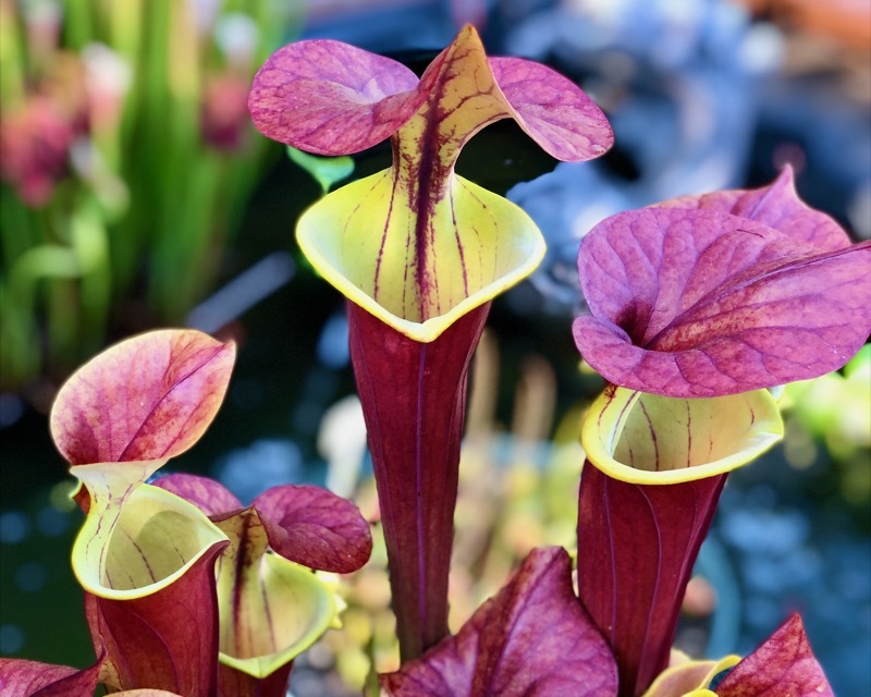 Sarracenia