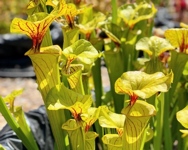 Sarracenia