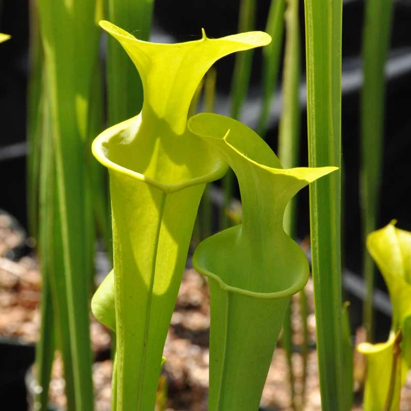 Sarracenia flava maxima