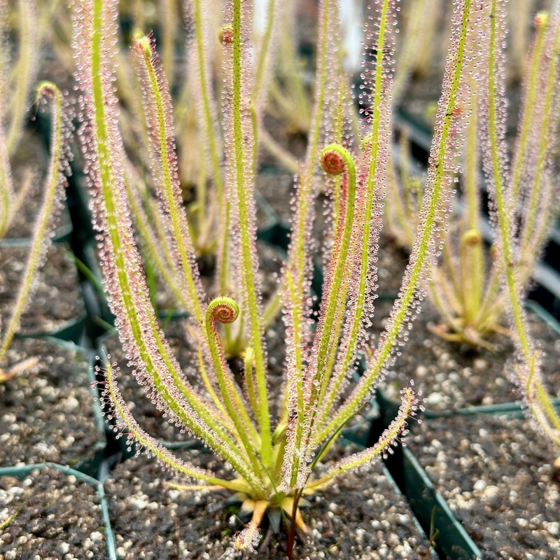 Drosera filiformis