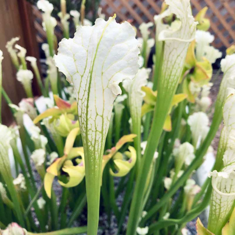 Sarracenia leucophylla Schnell's Ghost
