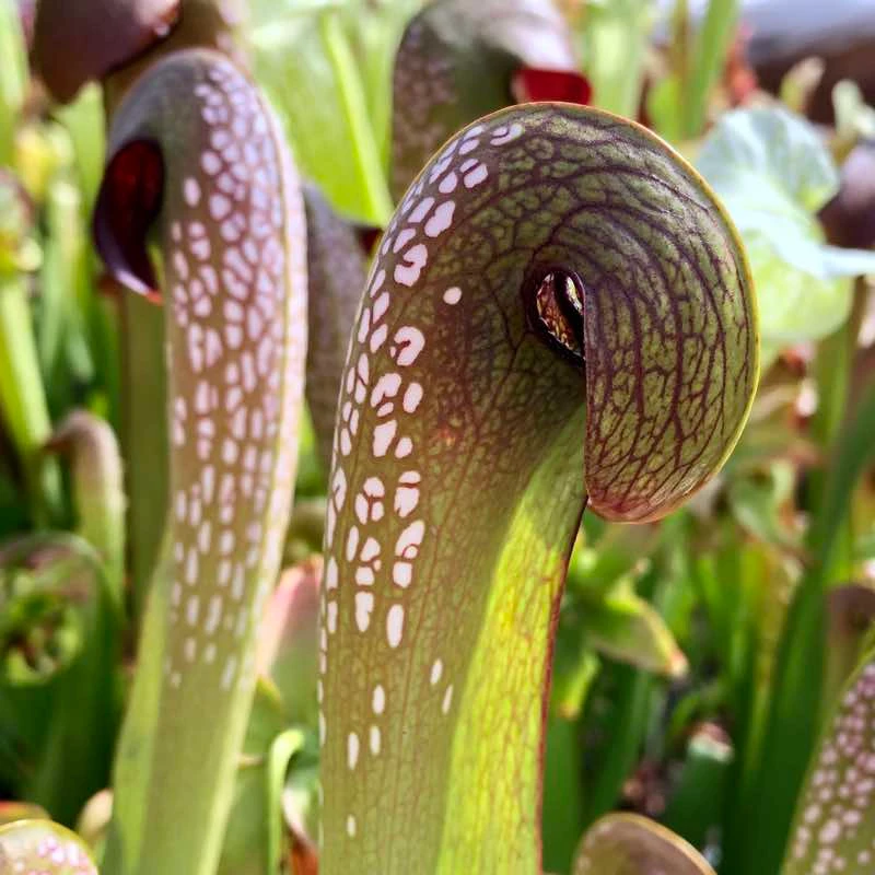 Sarracenia minor Okefenokee Giant