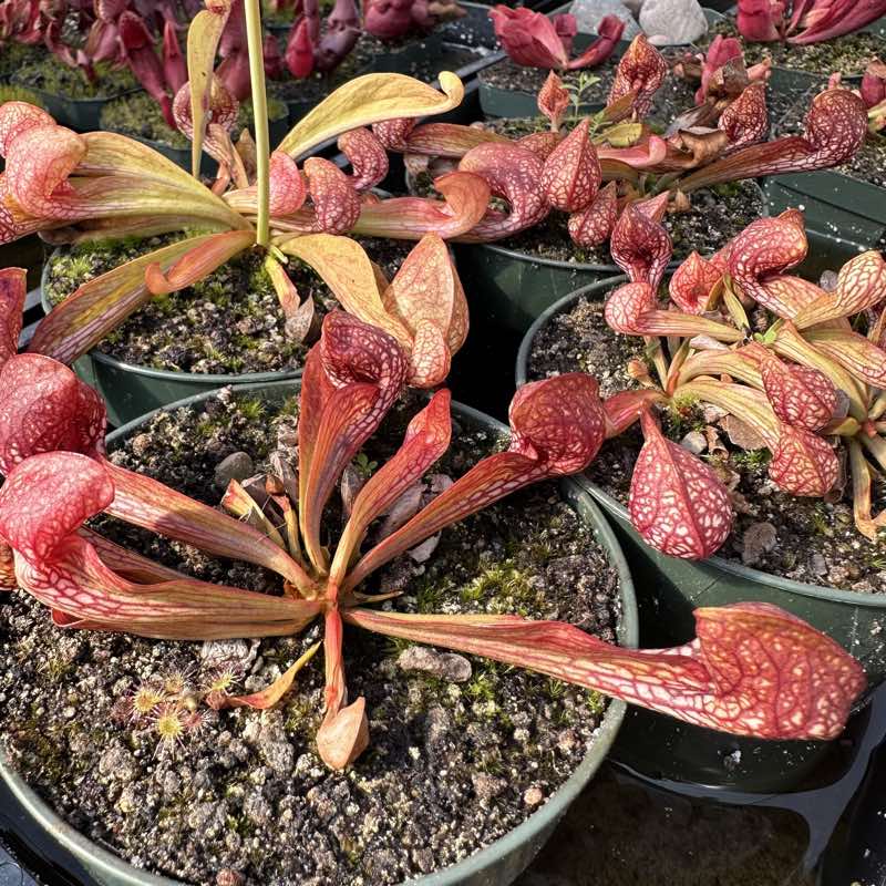 Sarracenia psittacina