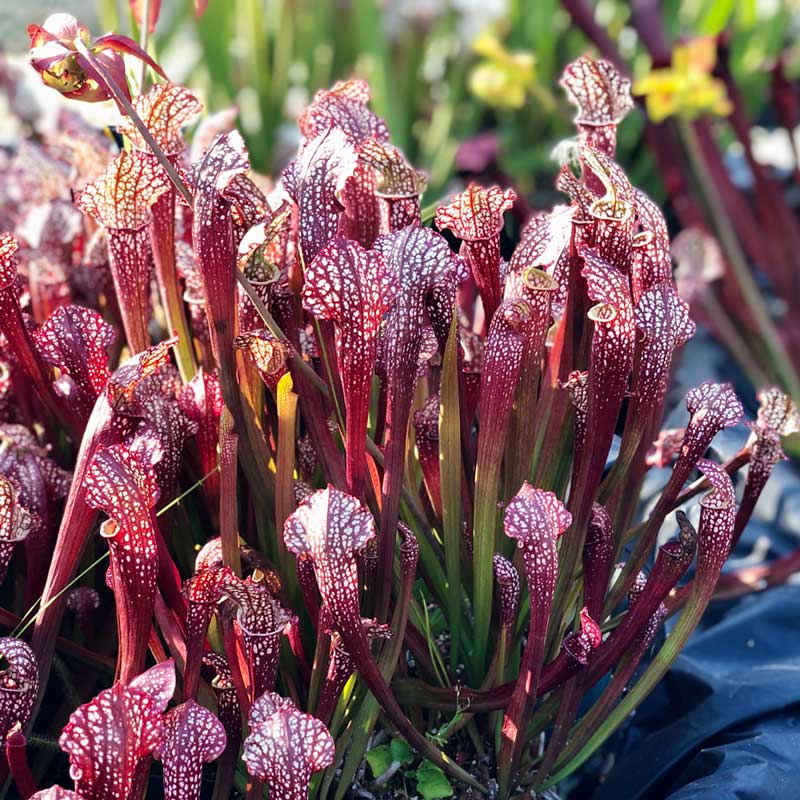 Sarracenia Ladies in Waiting