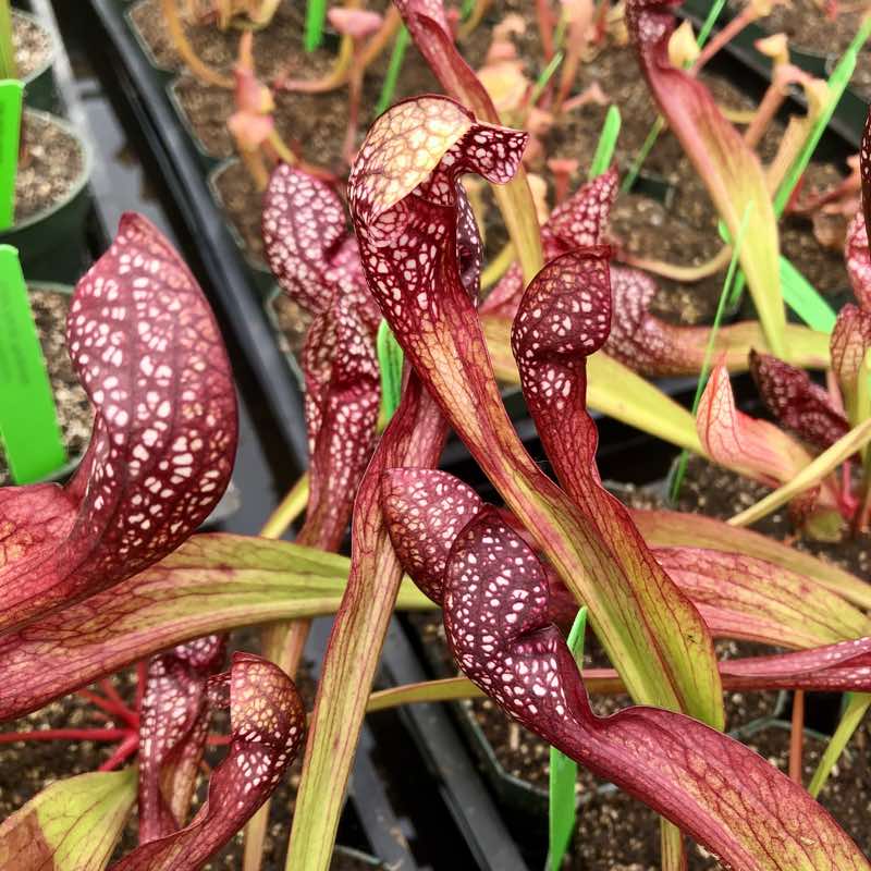 Sarracenia Scarlet Belle